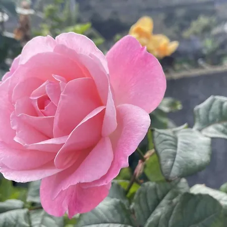 Casas Hortas, Vista Serra E Mar Daire