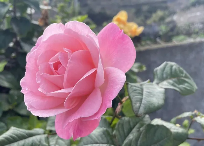 Casas Hortas, Vista Serra E Mar アパート